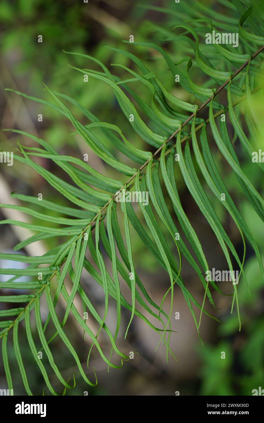 Pteris vittata (Chinese brake, Chinese ladder brake, simply ladder brake, Pakis rem cina). It is grown in gardens for its attractive appearance Stock Photo