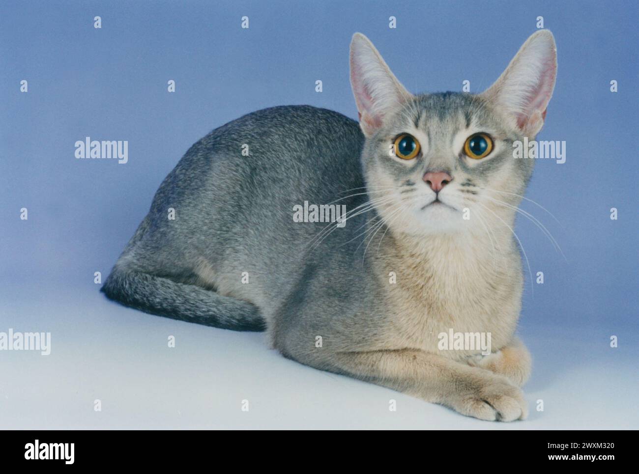 Alert Blue Abyssinian Kitten Laying Forwards on a Lilac Background Stock Photo