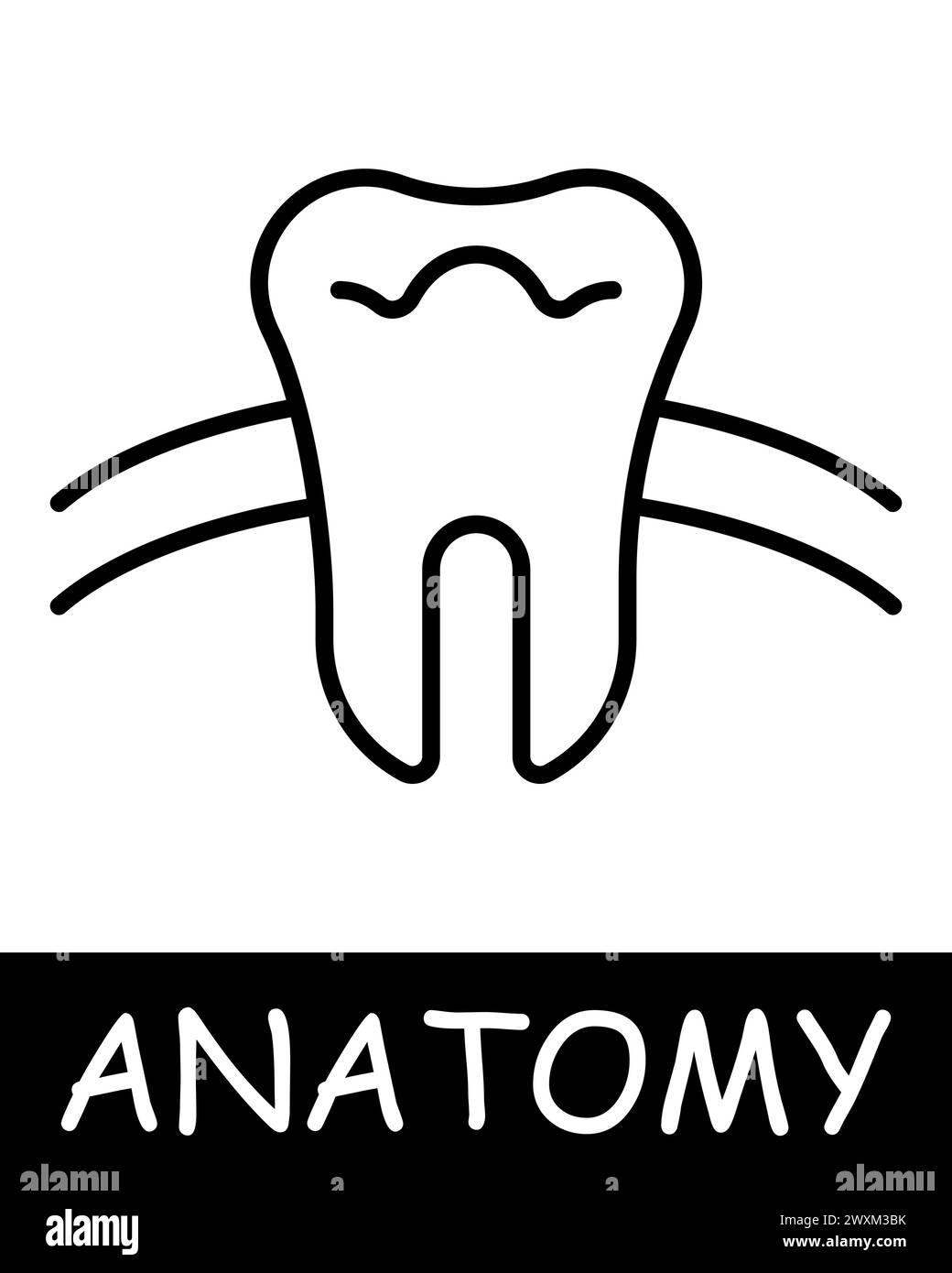 Tooth line icon. Dentist, enamel, treatment, anatomy, medicine ...