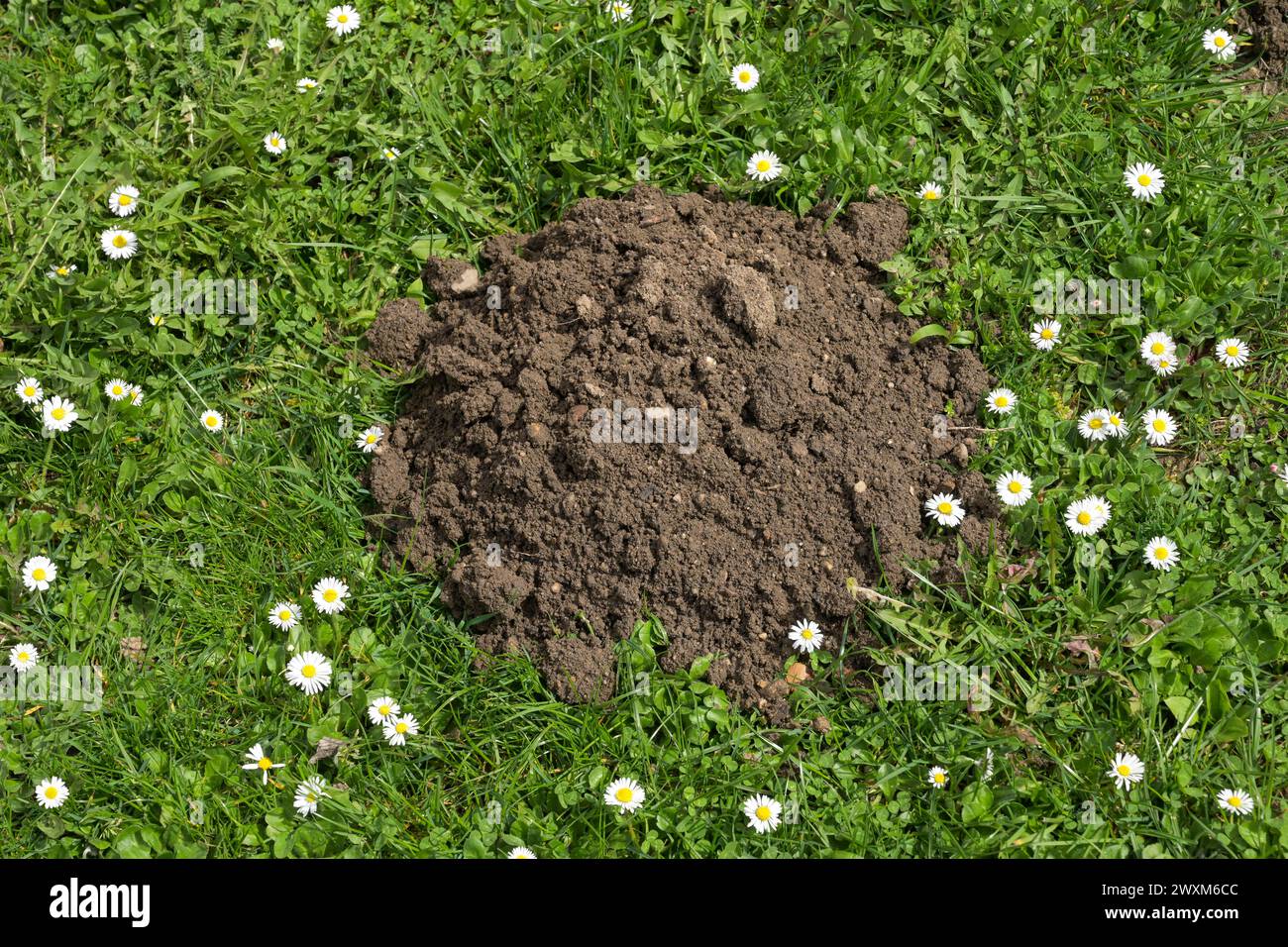 Maulwurfshaufen, Wiese, Wiesbaden, Hessen, Deutschland Stock Photo - Alamy