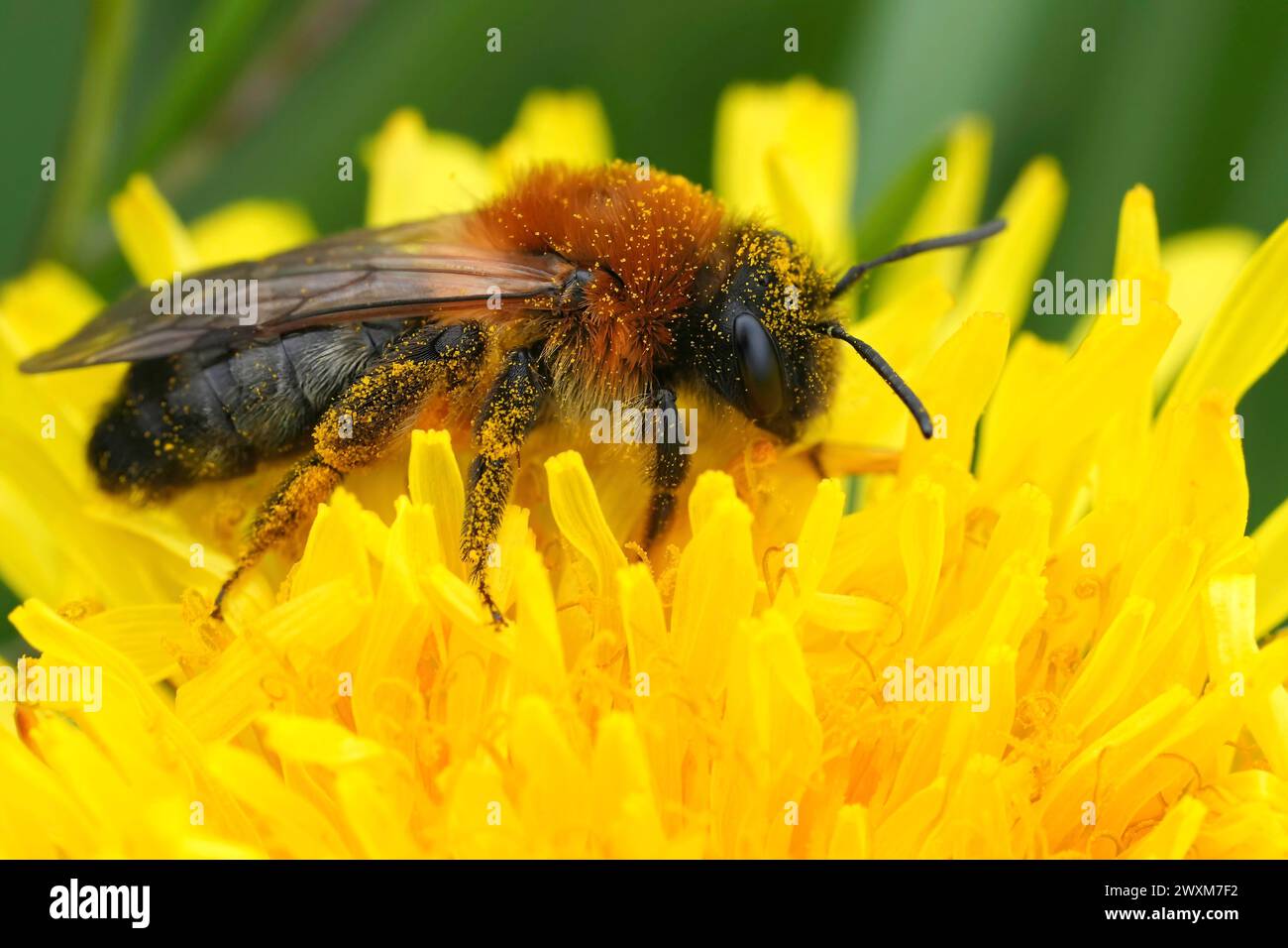 Detailed closeup on the Grey-patched mining bee, Andrena nitida sitting on yellow dandelion Stock Photo
