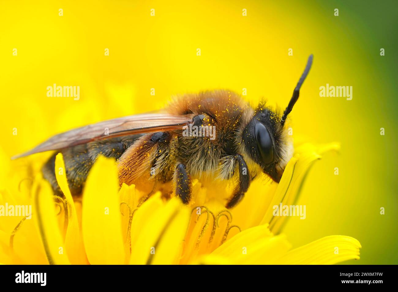 Detailed closeup on a female Grey-gastered mining bee, Andrena tibialis ...