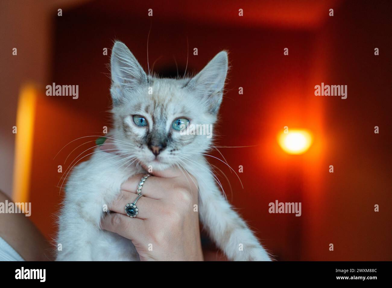 A person holding a curious white kitten with blue eyes. Stock Photo