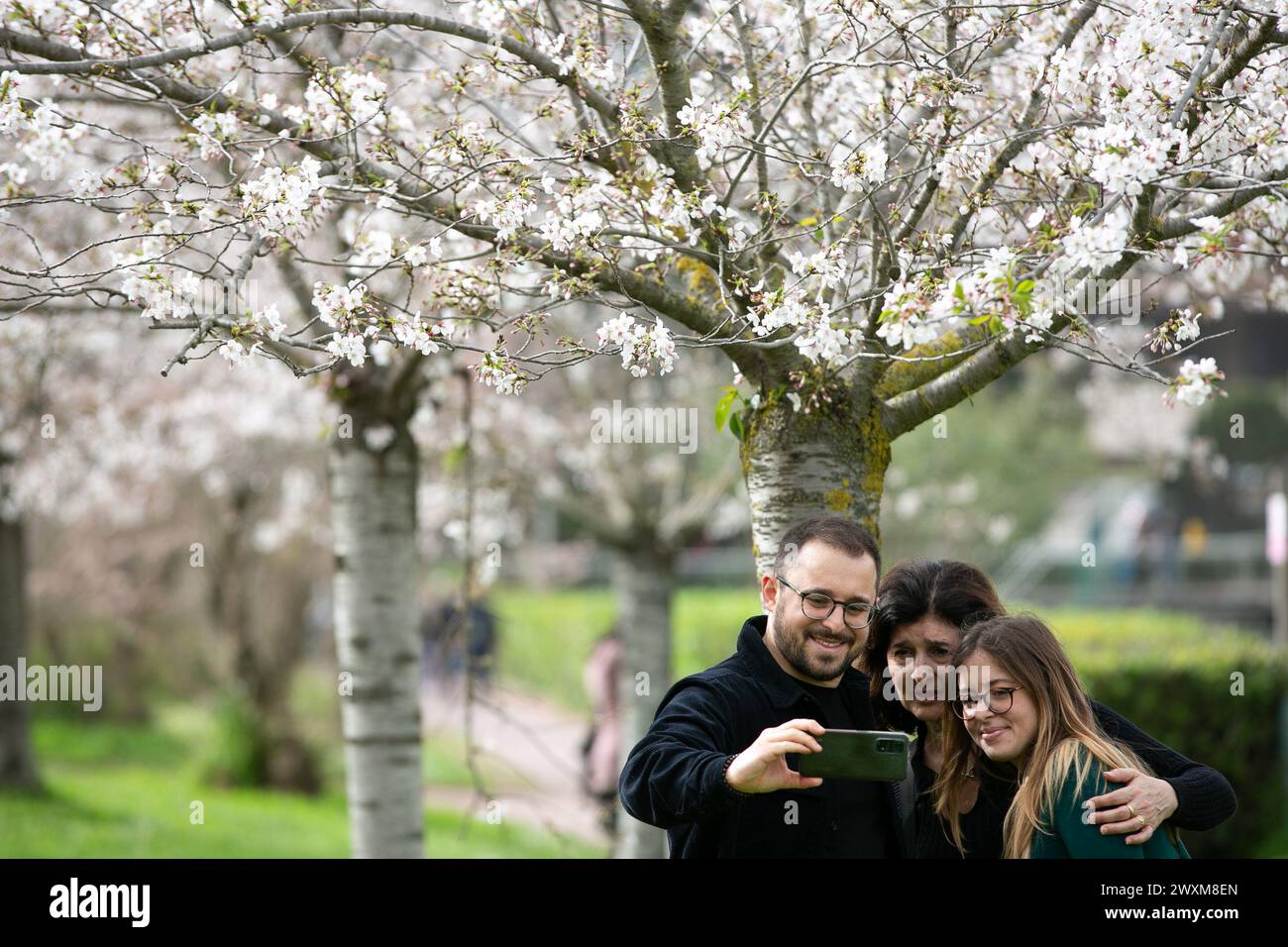 Rome, Italy. 31st Mar, 2024. Tourists take selfies with cherry blossoms