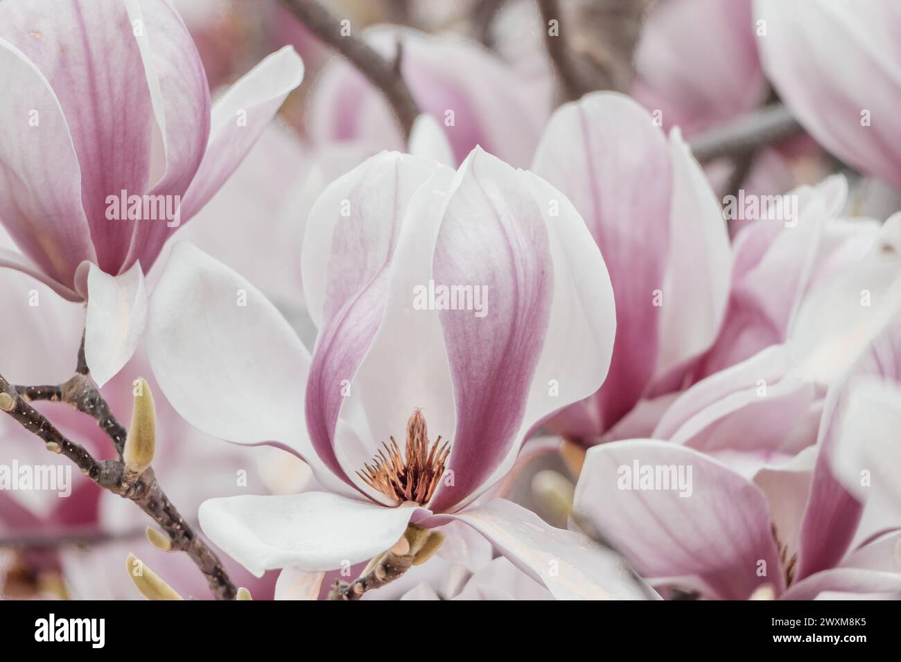 Magnolia Sulanjana flowers with petals in the spring season. beautiful ...