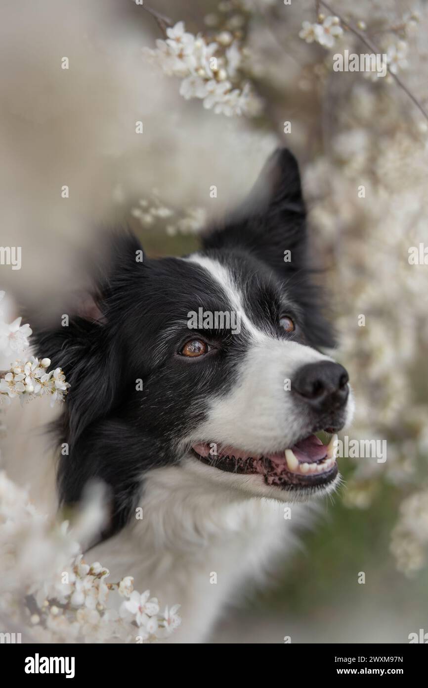 Portrait of Border Collie Smiling Among White Blooming Tree. Cute ...