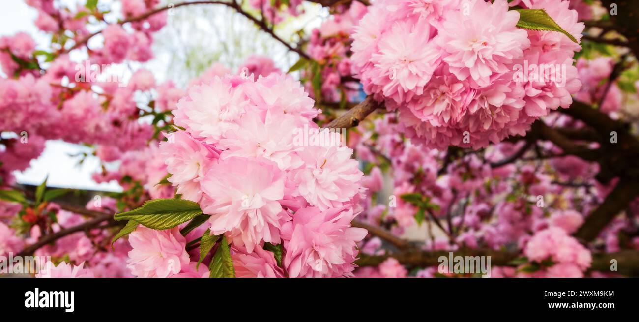 closeup of japanese cherry in full blossom. branch of pink sakura in morning light. spring has come Stock Photo