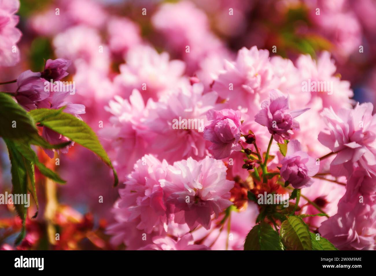 pink cherry blossom in morning light. lush floral background. spring holiday season Stock Photo