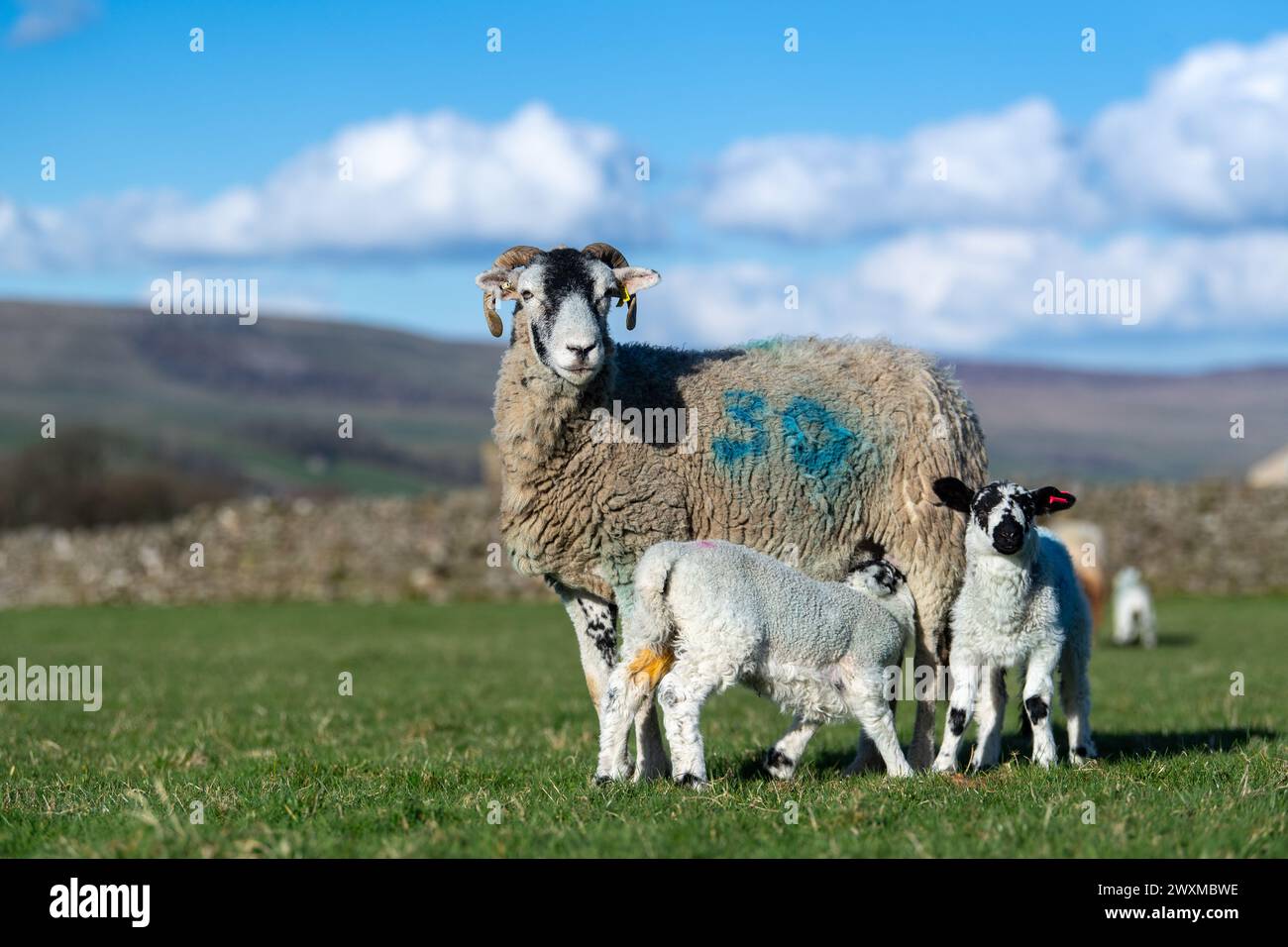 Swaledale ewe with twin mule lambs at foot in the Yorkshire Dales. UK. Stock Photo