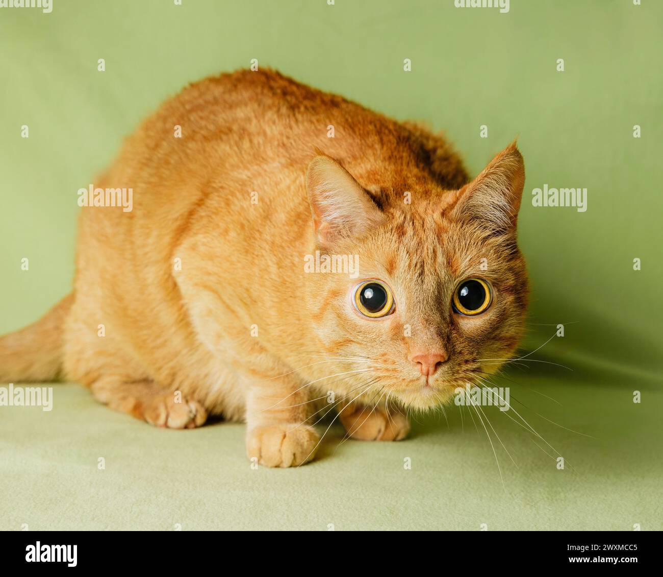 Orange tabby cat with green eyes hi-res stock photography and images ...