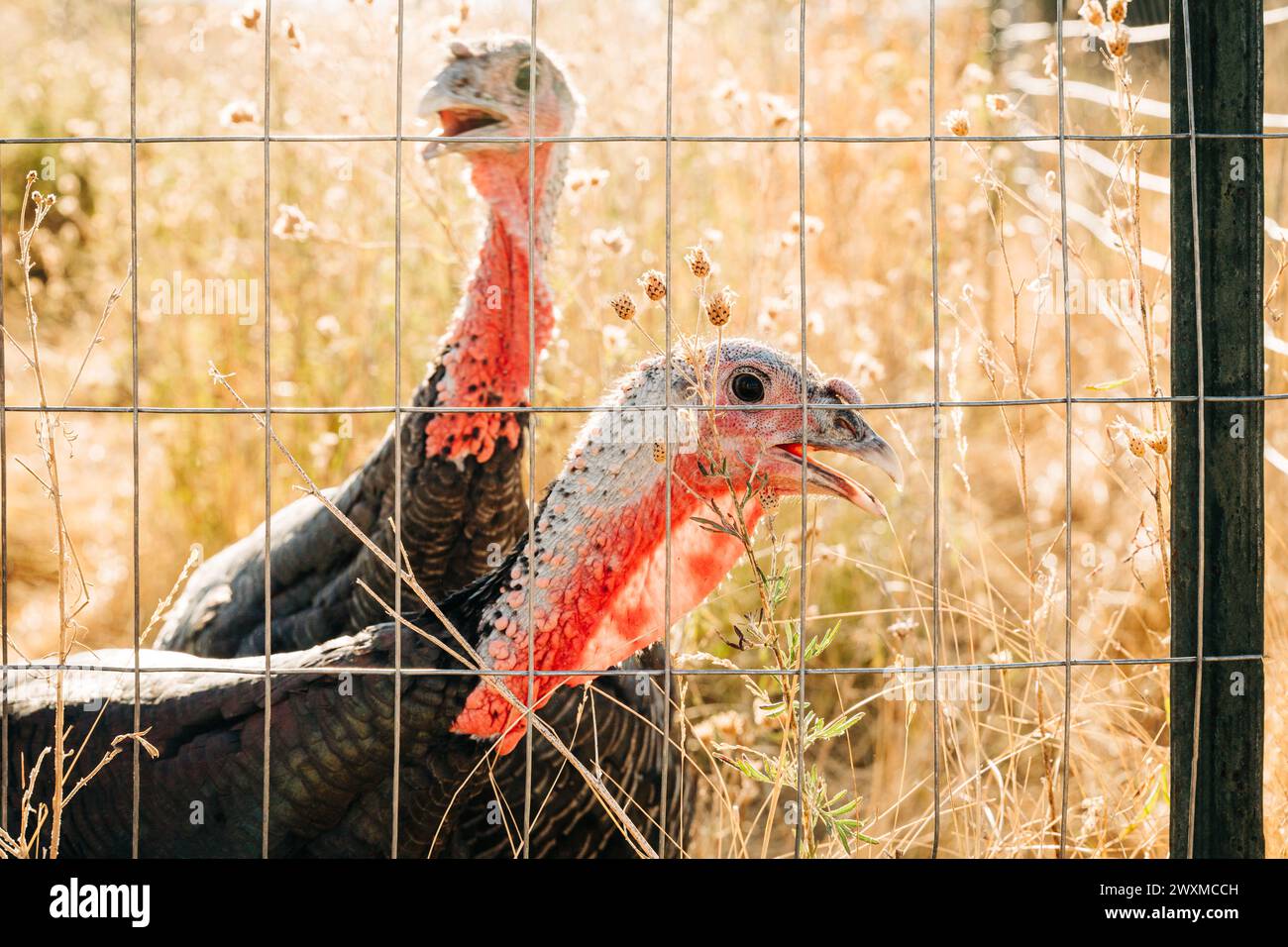 Two pet turkeys in a pin backlit by the sun Stock Photo