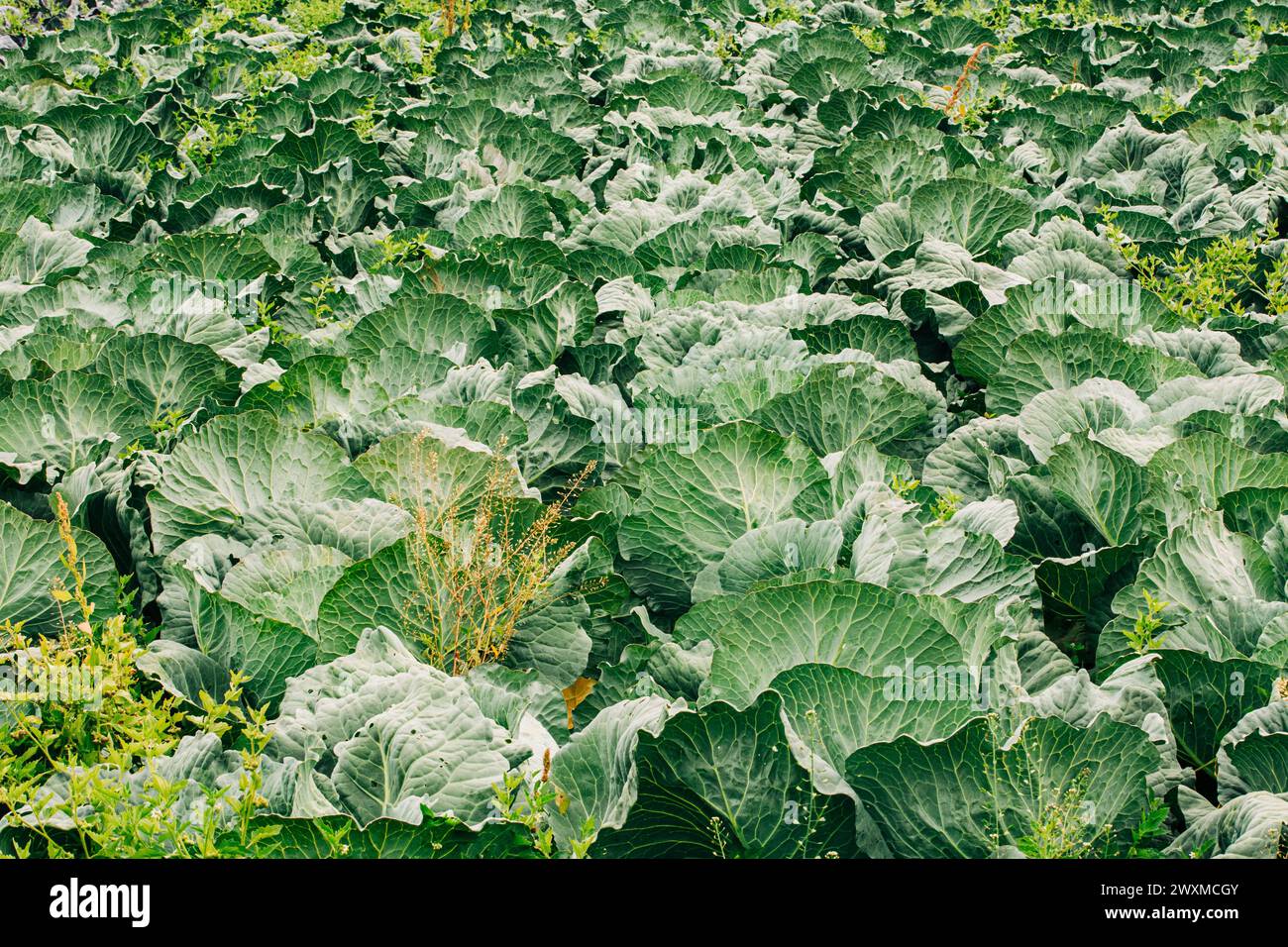 Cabbage farm in rural hi-res stock photography and images - Alamy