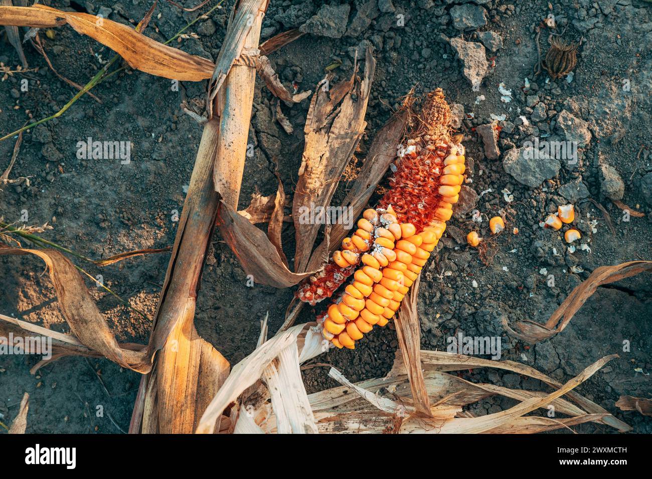 Damaged corn on the cob on farmland ground, high angle view Stock Photo