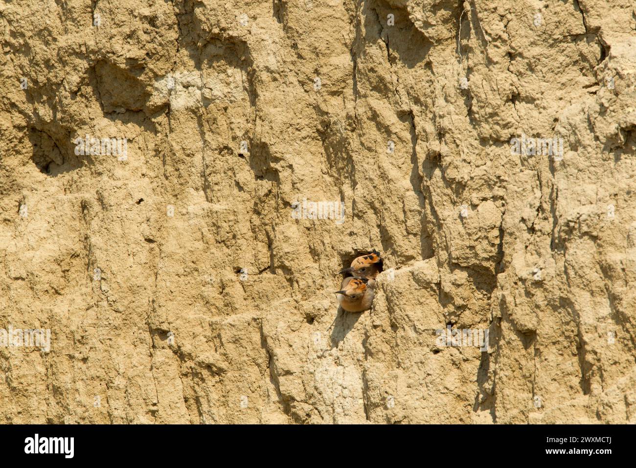 Hoopoe, breeding pair, (Upupa epops) looking out of their nest hole dug into a sandy cliff face Stock Photo
