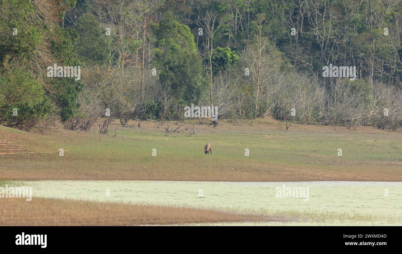 Beautiful landscape photos of Periyar tiger reserve / Thekkady Tourism ...