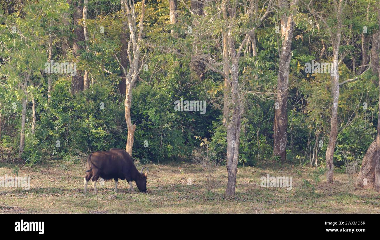 Beautiful landscape photos of Periyar tiger reserve / Thekkady Tourism ...