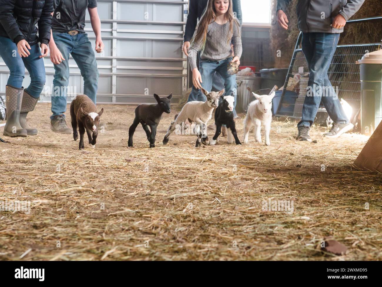 Five cute lambs running in barn. Stock Photo