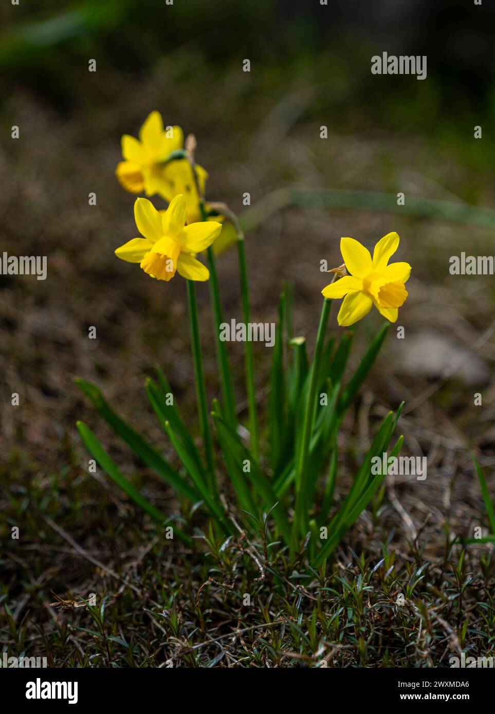 Yellow flowers with long stems among green grass Stock Photo