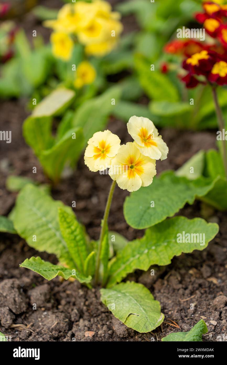 Two vibrant yellow and red flowers surrounded by green leaves on the ground Stock Photo