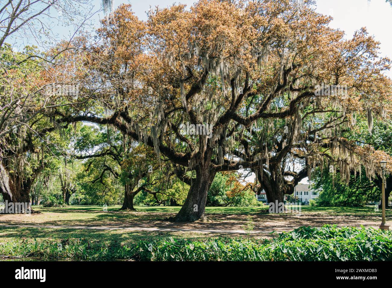 Giant oak tree with Spanish moss in City Park, New Orleans Stock Photo ...