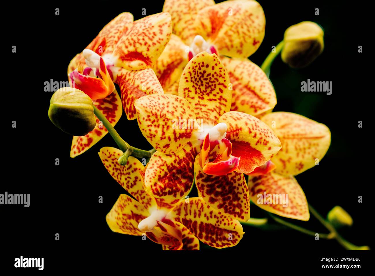 Red and yellow orchid flower on black background Stock Photo