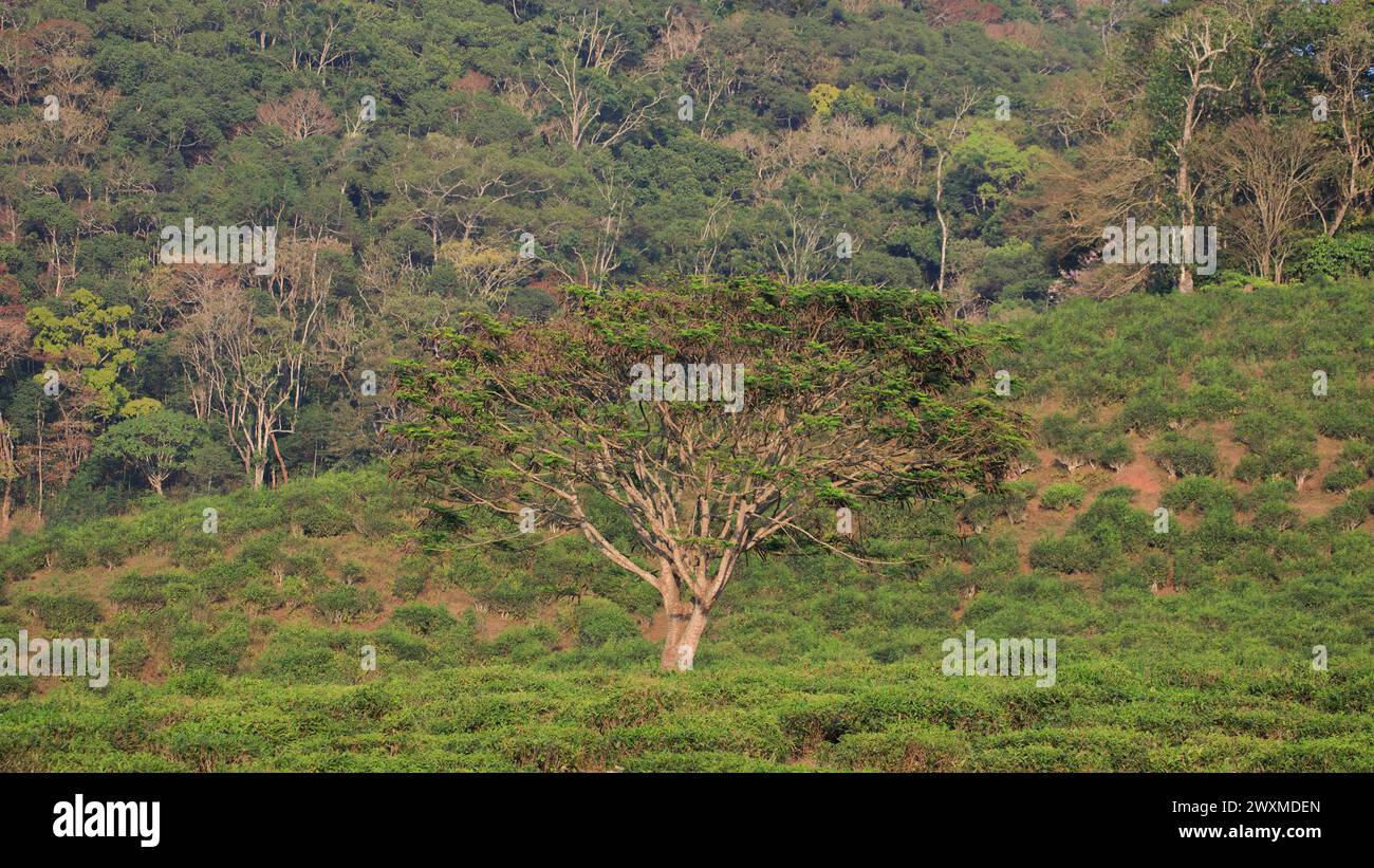 Beautiful landscape photos of Periyar tiger reserve / Thekkady Tourism ...