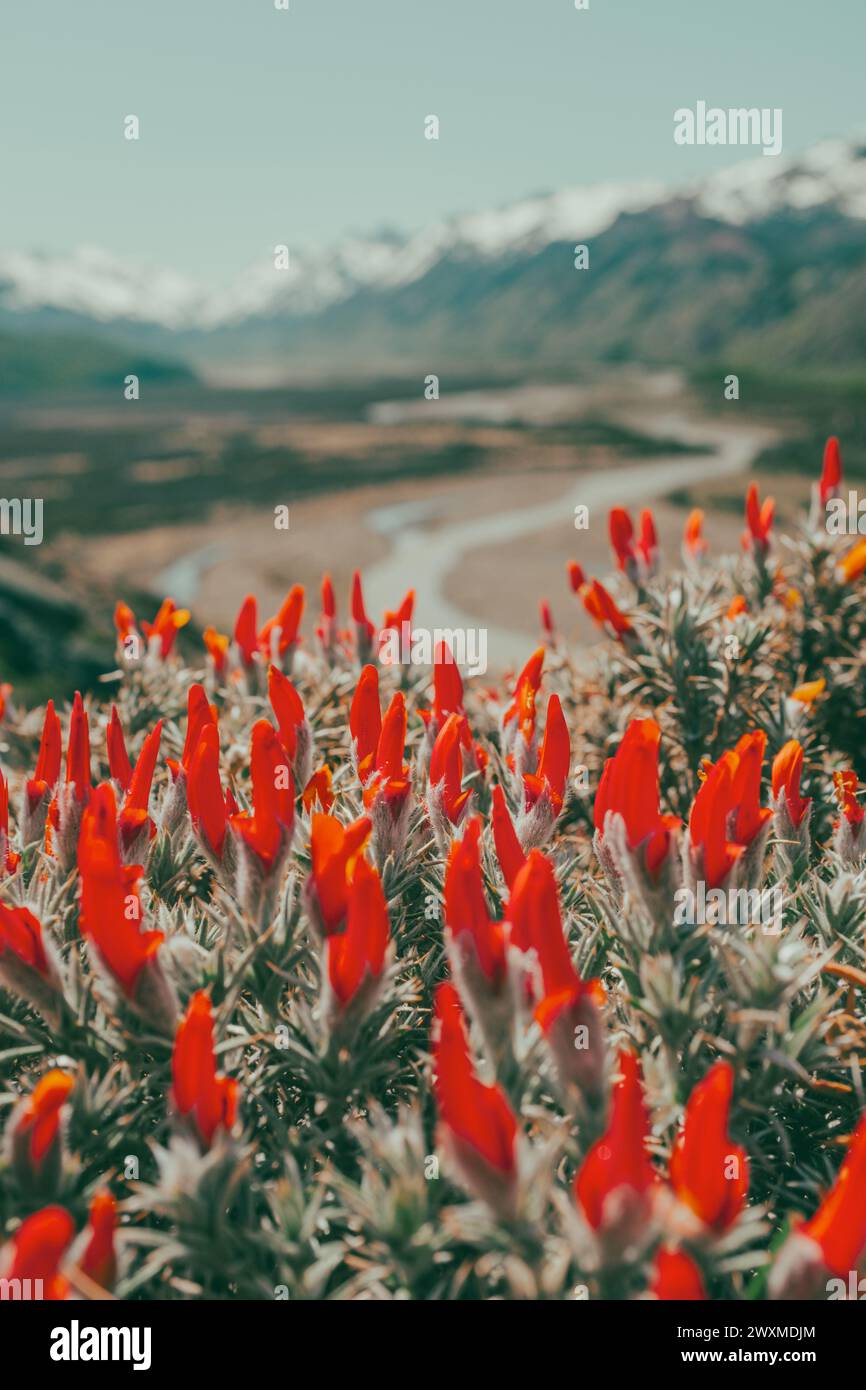 Red Patagonian flowers in front of mountain range Stock Photo