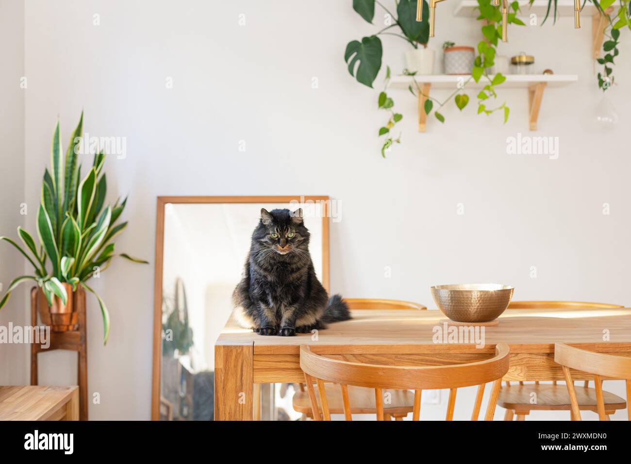 cat sitting on kitchen table at home Stock Photo - Alamy