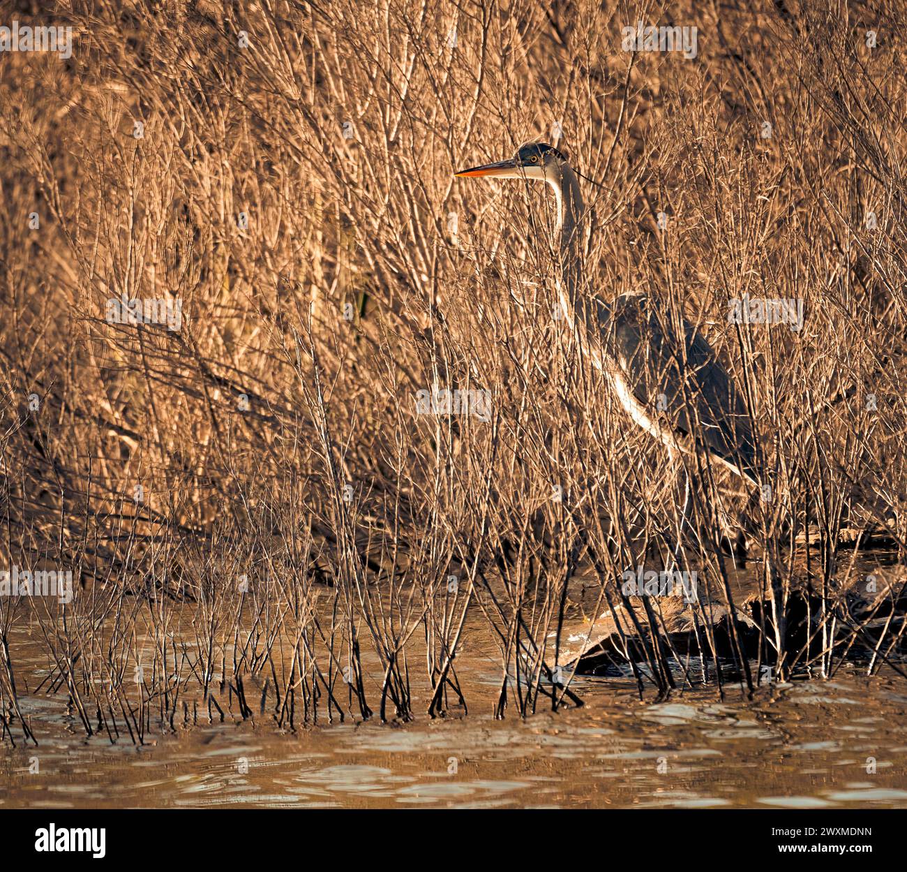 Blue Heron Standing And Waiting In Camouflage Stock Photo
