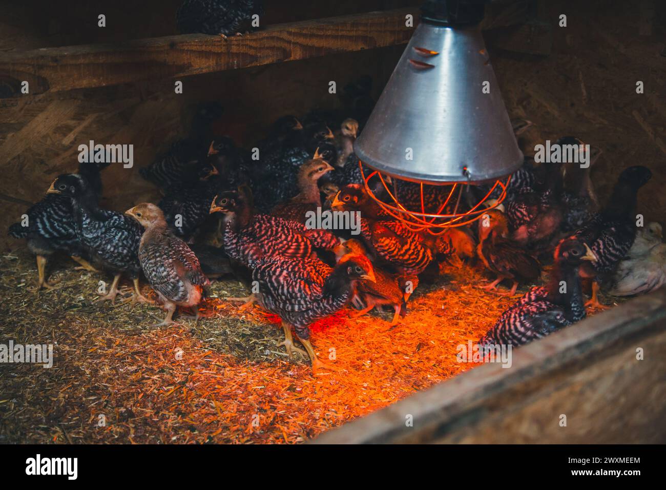 Chicken fledglings under infrared light Stock Photo