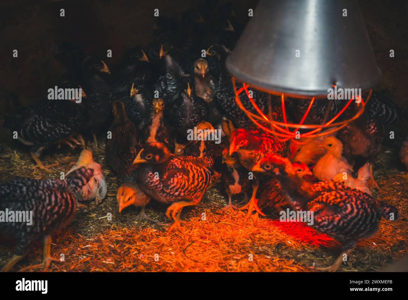 Chicken fledglings under infrared light Stock Photo Alamy