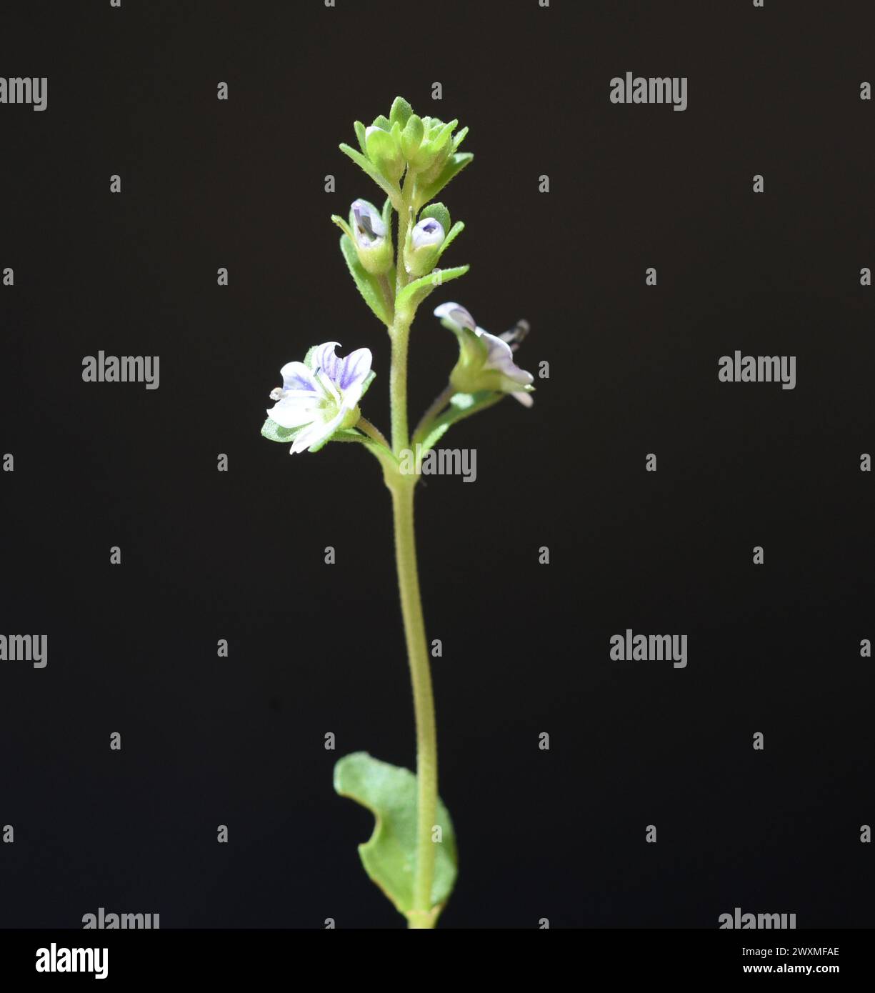 Augentrost, Euphrasia, rostkoviana ist eine wichtige Heilpflanze. Eyebright, Euphrasia, rostkoviana is an important medicinal plant. Stock Photo