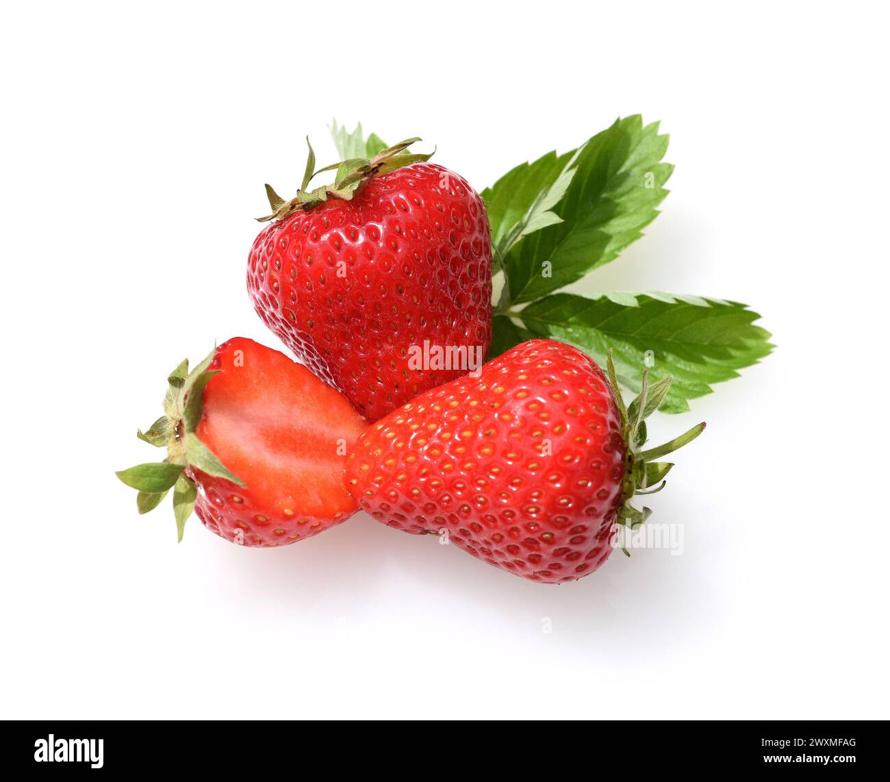 Erdbeeren aus dem eigenen Garten zu ernten, ist eine ganz besondere Freude. Harvesting strawberries from your own garden is a very special joy. Stock Photo