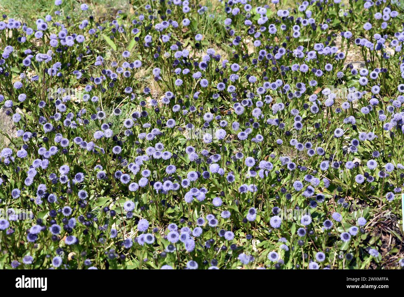 Kugelblume, Globularia meridionalis ist eine sehr reichbluetige und robuste Kugelblume, die auch in Gaerten bestens gedeiht. Globe flower, Globularia Stock Photo