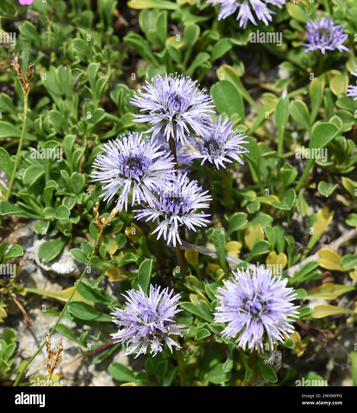 Kugelblume, Globularia meridionalis ist eine sehr reichbluetige und robuste Kugelblume, die auch in Gaerten bestens gedeiht. Globe flower, Globularia Stock Photo