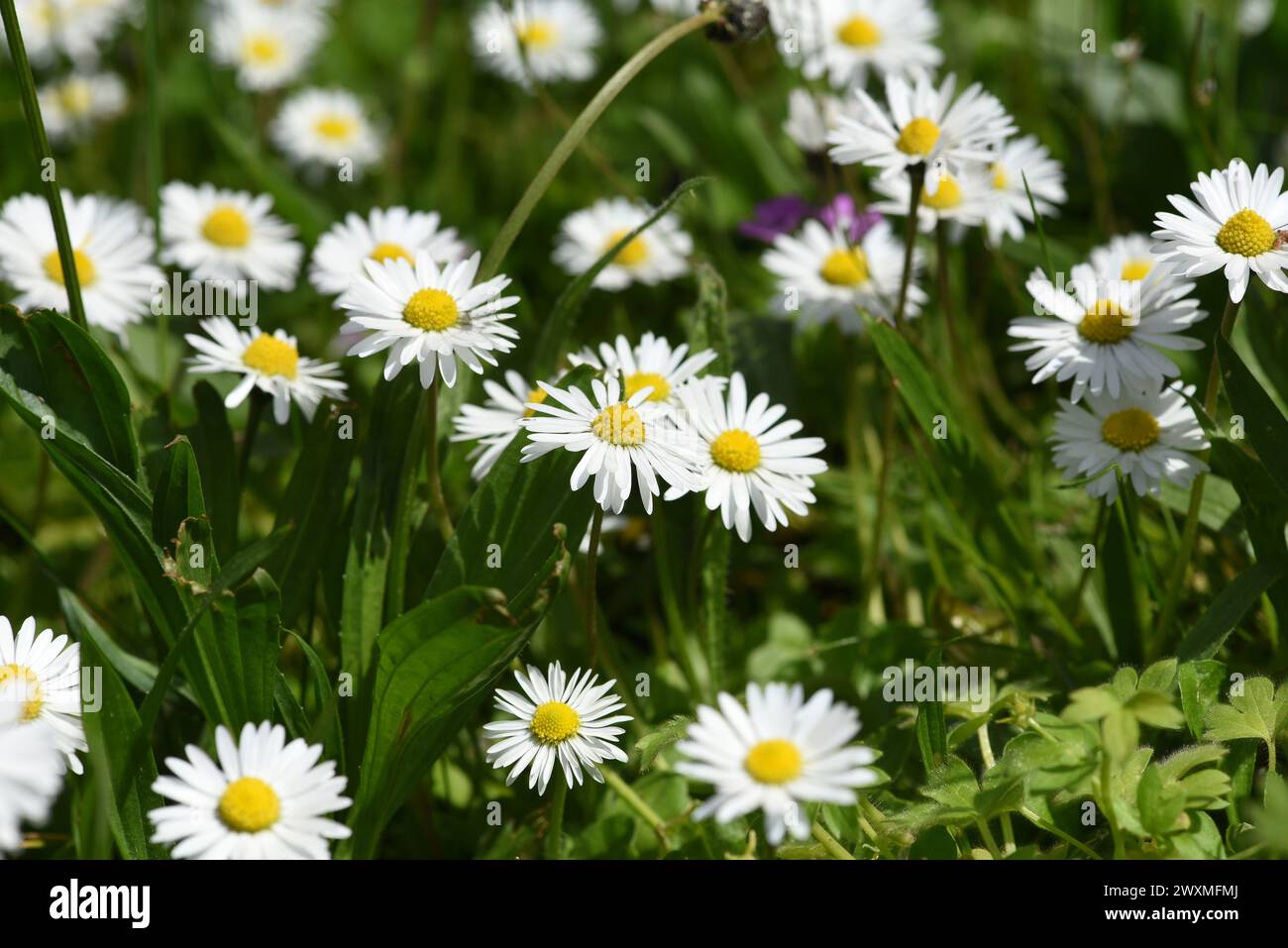 Zwerggaensebluemchen, Bellium bellidioides auch Spatelgaensebluemchen genannt, ist eine Pflanzenart in der Gattung Gaensebluemchen. Dwarf daisy, Belli Stock Photo