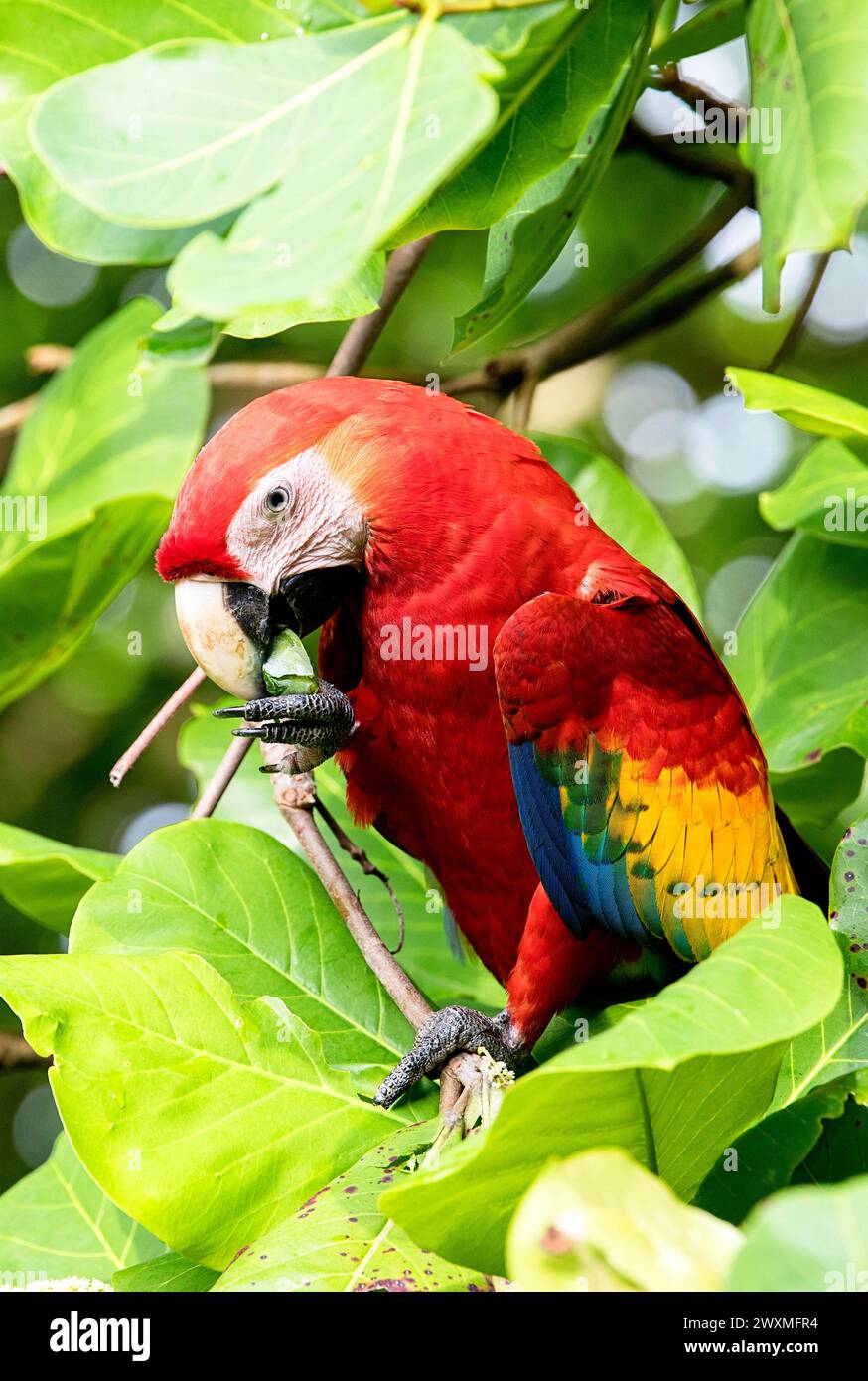 Beautiful Scarlet Macaw (Ara macao cyanoptera) eating seeds of the Indian beach almond in natural habitat close to Jaco, Costa rica Stock Photo