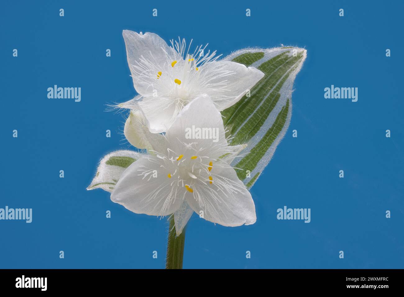 Closeup of small white flowers Tradescantia fluminensis on blue background Stock Photo