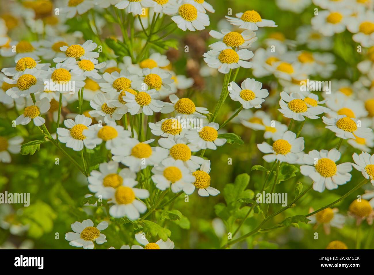 Closeup of Tanacetum parthenium, known as feverfew, is a flowering plant in the daisy family, Asteraceae. Stock Photo