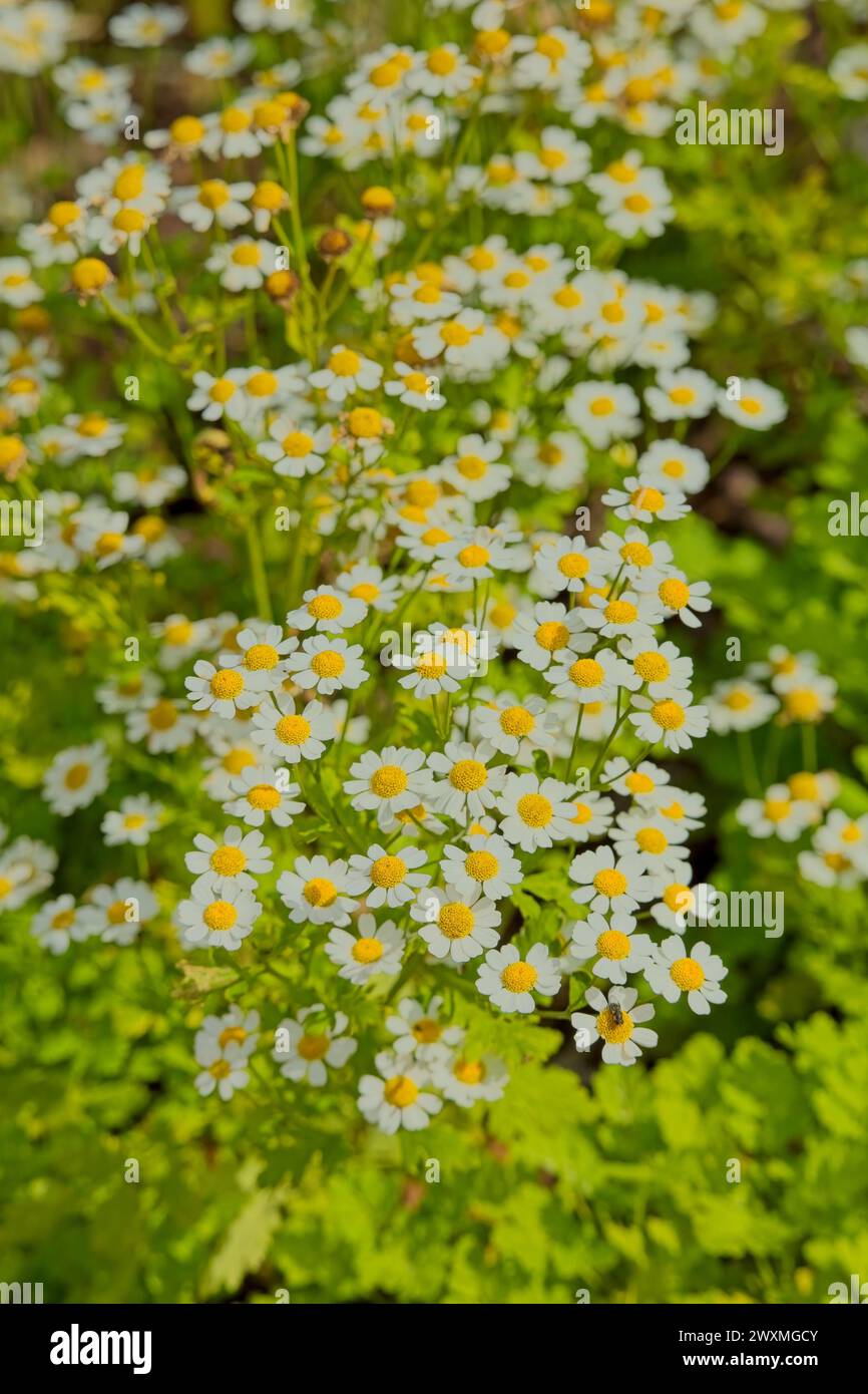 Closeup of Tanacetum parthenium, known as feverfew, is a flowering plant in the daisy family, Asteraceae. Stock Photo