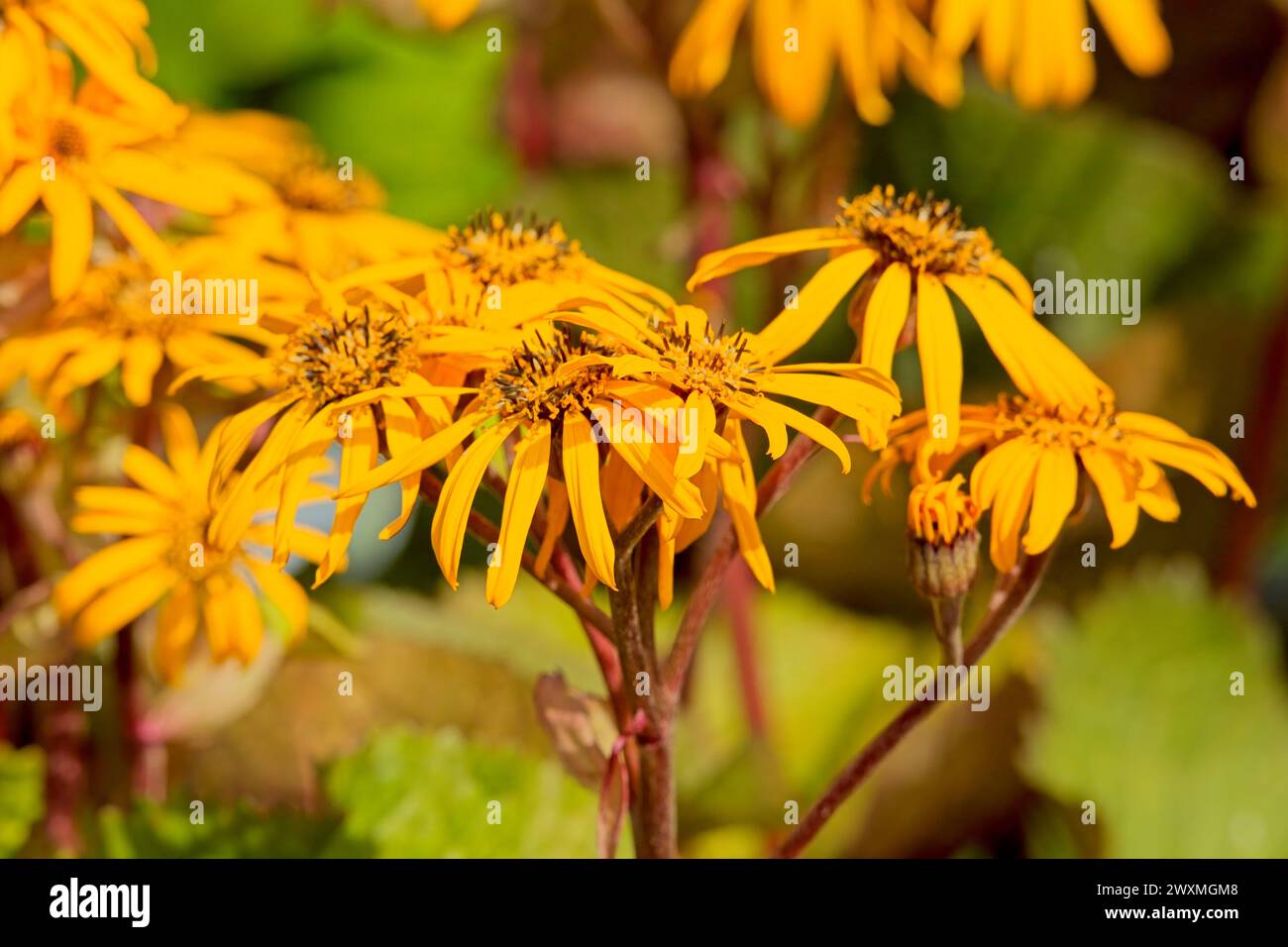 Closeup of Ligularia dentata, the summer ragwort or leopardplant, is a species of flowering plant in the genus Ligularia and the family Asteraceae, na Stock Photo