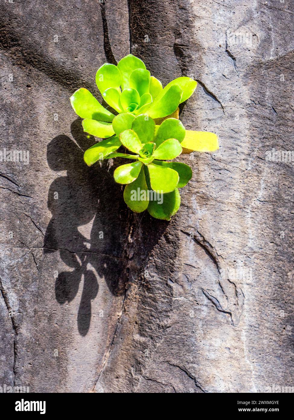 A thick-leaved plant (Aeonium glutinosum) has chosen a rock face as its habitat. Stock Photo