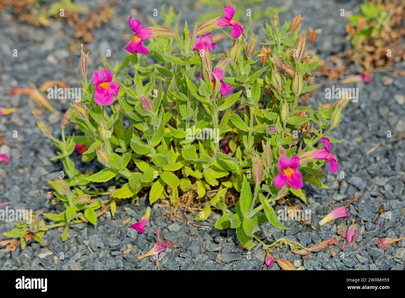 Closeup of Erythranthe lewisii is a perennial plant in the family Phrymaceae. Stock Photo