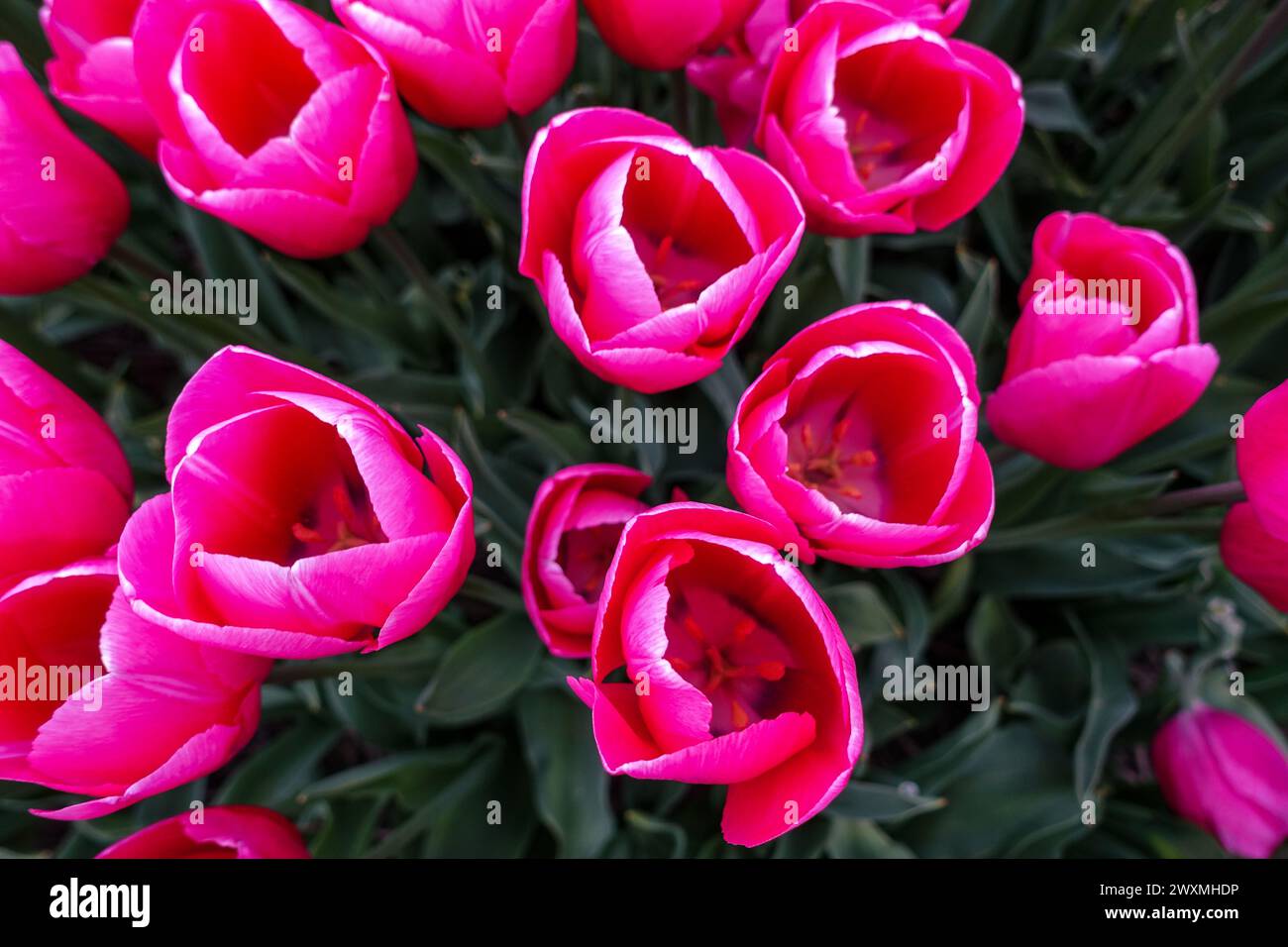 Vibrant purple tulips blooming in a dense floral field in the farming