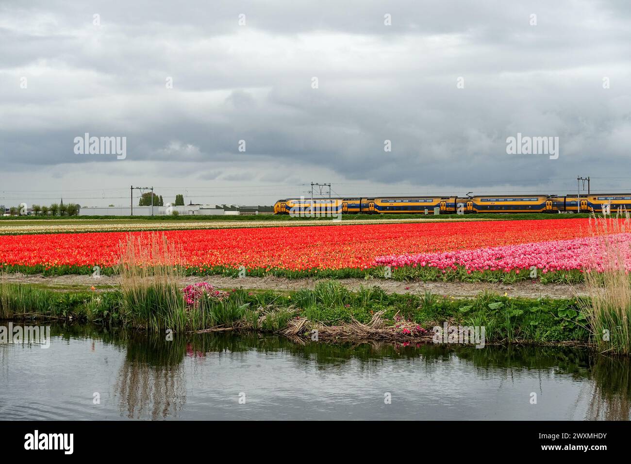 Colorful tulip fields with a passing NS train under a cloudy sky reflected in a water canal Stock Photo