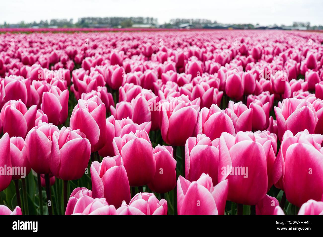 Vibrant purple tulips blooming in a dense floral field in the farming fields of the flower bulb region around Lisse, Netherlands Stock Photo
