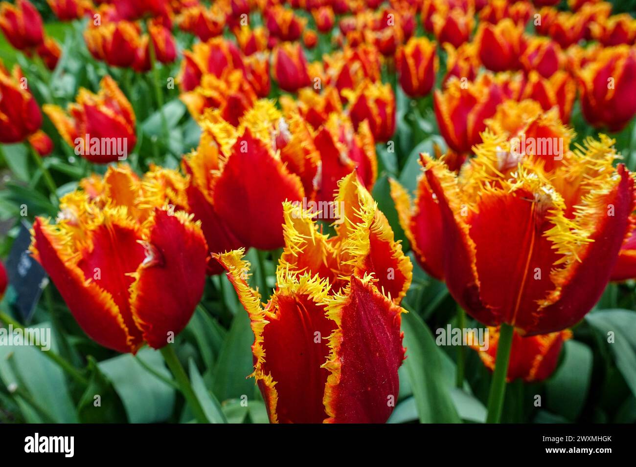 Vibrant orange tulips 'Fabio' blooming in a dense floral field, in the farming fields in the flower bulb region, Netherlands Stock Photo