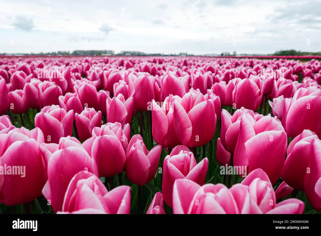 Vibrant red tulips blooming in a dense floral field, a stunning display of spring beauty, in the farming fields in the flower bulb region, Netherlands Stock Photo