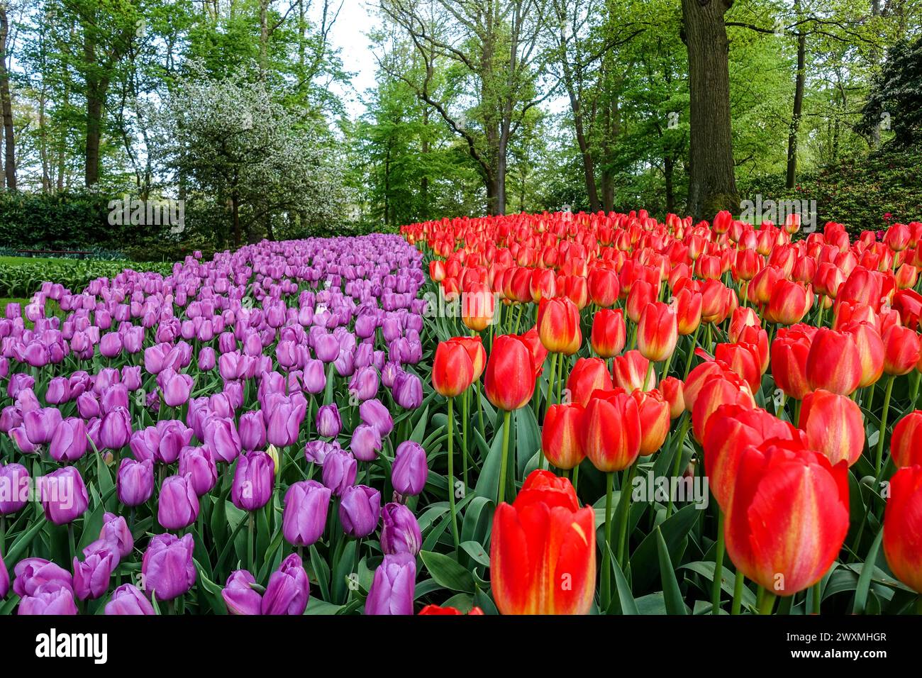 Vibrant purple and red tulips blooming in a dense floral field, in the Keukenhof garden of the flower bulb region, Netherlands Stock Photo