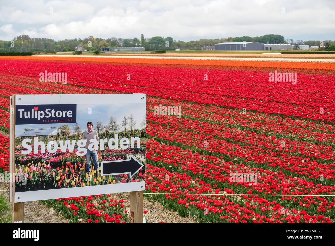 Vibrant red tulips blooming in a dense floral field, behind a Show